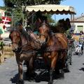 Superbes chevaux