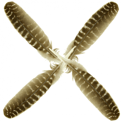 Plumes de dindons Bronzés