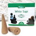 Cones back flow white sage sauge blanche