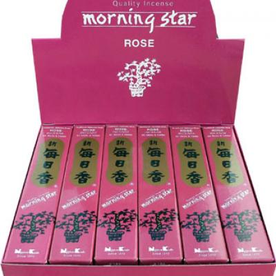 Morning Star Rose