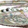 Coquille Abalone