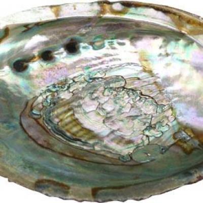 Coquille Abalone (Ormeau)