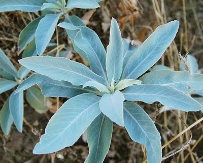 Encens SAUGE BLANCHE de Californie Feuilles POUR FUMIGATION PURIFICATION