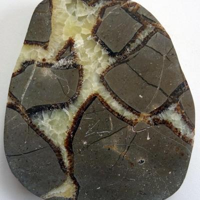 Plaque Septaria 1