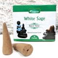 Cones back flow white sage sauge blanche 1