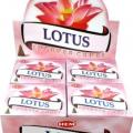 Lotus cônes