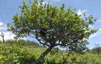 Palo santo arbre