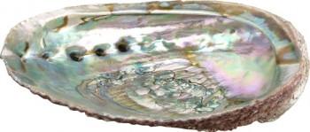 Coquille Abalone (Ormeau) 10 - 12 cm